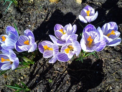 Koral999 - Mircy wiosna! Pszczoły się nawet pobudziły (ʘ‿ʘ)
#wiosna #wiosnacontent #...