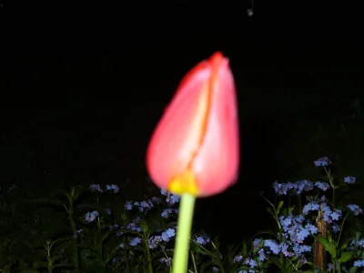 W.....a - #tulipan nocą.