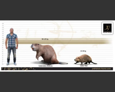 Prekambr - tl,dr: Dlaczego kiedyś zwierzęta były większe?

Każdy wie, że prehistory...