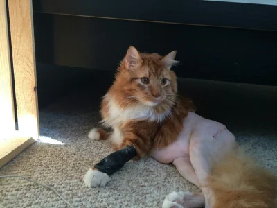 lisekchz - Mój kot po operacji wygląda jakby nie założył spodni

( ͡° ͜ʖ ͡°)

#hehesz...