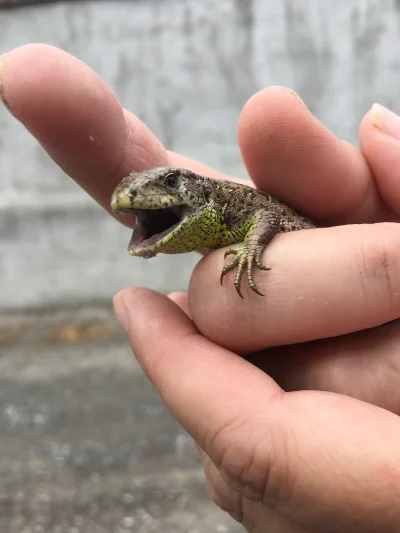 BananoweSkarpetki - Patrzcie Mirki jakiego dinozaura ( ͡° ͜ʖ ͡°) dziś od śmierci głod...