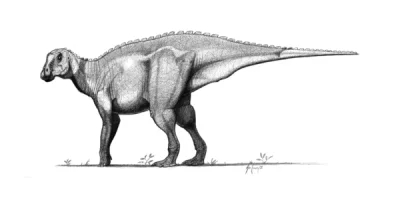 CrazyDino - Rhinorex condrupus to nowy dla nauki dinozaur kaczodzioby z późnej kredy ...