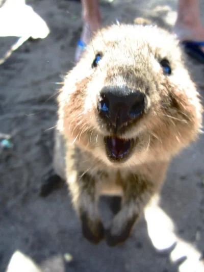 robincaraway - #quokkanadzis

wołam do kuoki @GraveDigger: @DannyMurillo: @encorele...