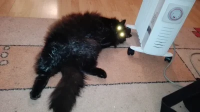 scharlottka - Moj kot wlaczyl detektor bagiet. Elo nocna.