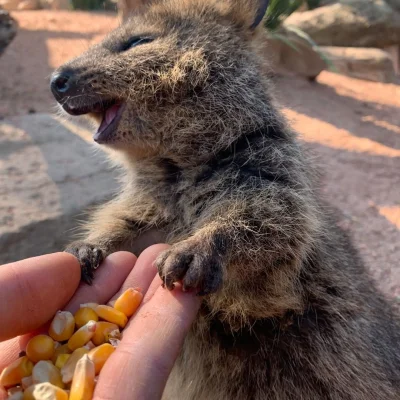 mfek00 - Tyle szczęścia
#quokka #quokkanadzis #zwierzaczki