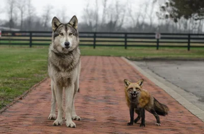 C.....r - Niezwykły duet: #wilk i #lisek, a w zasadzie to wilczyca (Nayeli) i lisica ...