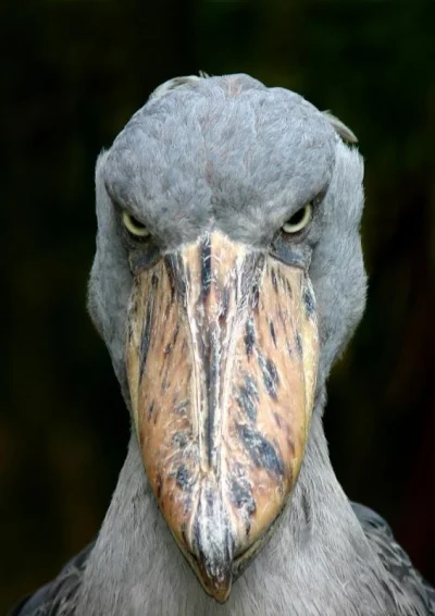 Galaktoboureko - Trzewikodziób to ptak wielkości bociana zamieszkujący podmokłe teren...