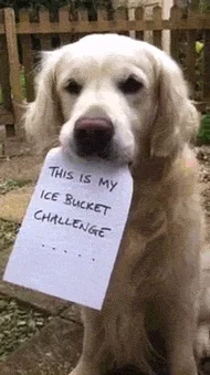 A.....o - Nominowałem mojego psa do Ice Bucket Challenge. Oto jego nagranie.



#psy ...
