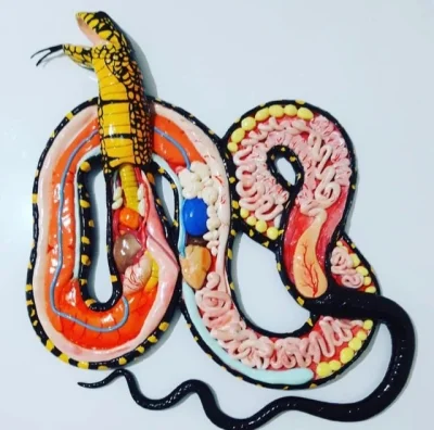 akcer - Przekrój węża.
#zwierzaczki #zwierzeta #anatomia