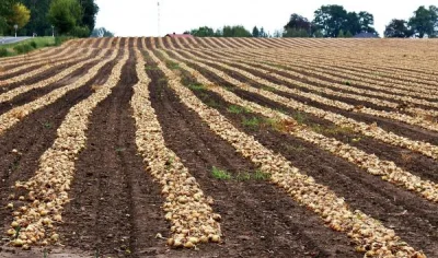 F.....e - Zbierzmy się tak do 2 mln ludków i jedźmy przejąć Detroit. Zasadzimy cebule...