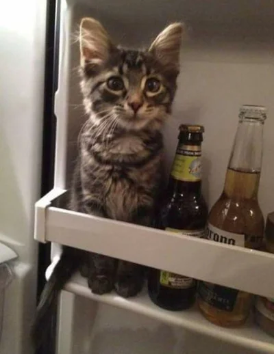 toute-verte - Kochanie, mamy coś słodkiego w lodówce?

#heheszki #zwierzaczki #koty