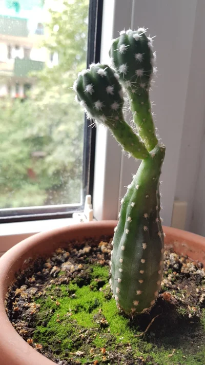kfffasny - Taki dziwny kaktus mi rośnie, ktoś wie co to za odmiana? #kaktus #kiciochp...