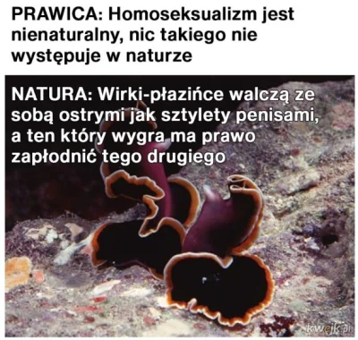 SkrytyZolw - #humorobrazkowy #bekazprawakow