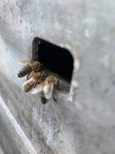 kkeE - Jakiś mireczek fachowiec z #pszczelarstwo powie mi co to za pszczoły są, i jak...