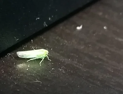 ivbefre - Mircy, co to za zielone, małe owady, które latają wokół mnie jak szalone? 
...