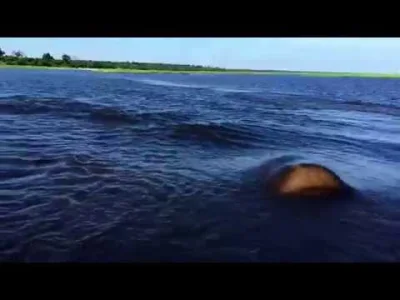 elim - Hipopotamy to wredne zwierzęta, do tego potrafią być bardzo szybkie nawet pod ...