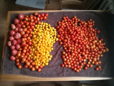 Hekaton - Tak to jest jak się posadzi kilka krzaczków pomidorów na działce :)
#chwal...