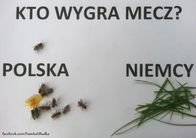 pszczelarz - Mirki nie ma sensu oglądać meczu, moje pszczoły już mi powiedziały kto w...