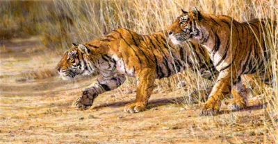 GraveDigger - Tygrysy ludojady z Chowgarh przez pięć lat siały grozę wśród tubylczej ...