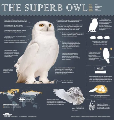 likk - #superbowl

#infografika [eng] #sowy #sowysazajebiste #ptaki
