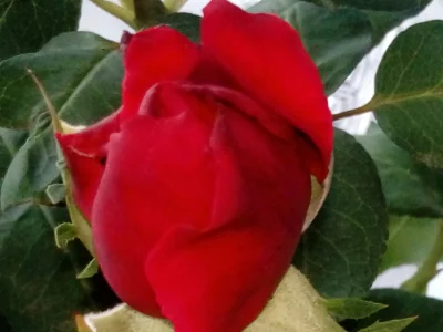 laaalaaa - Róża 58/100 z mojego ogrodu ( ͡° ͜ʖ ͡°)
#mojeroze #ogrodnictwo #chwalesie...