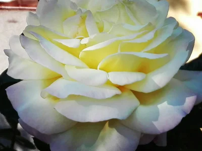 laaalaaa - Róża 96/100 ( ͡° ͜ʖ ͡°)
#chwalesie #mojeroze #ogrodnictwo #mojezdjecie