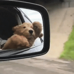 Dibhala - (｡◕‿‿◕｡)

#smiesznypiesek #smiesznepieski #gif