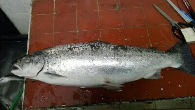 pkacper95 - #ryby #studbaza troć wędrowna 75 cm 4,5 kg. Złowiona w Bałtyku w ramach b...