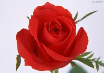 WolnyLechita - @begoodart: Kwiatek specjalnie dla Ciebie - od Polaka. W podzięce za m...
