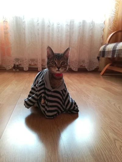 sosnas - przedstawiam wam Lucka


#pokazkota #koty #kot #smiesznekotki