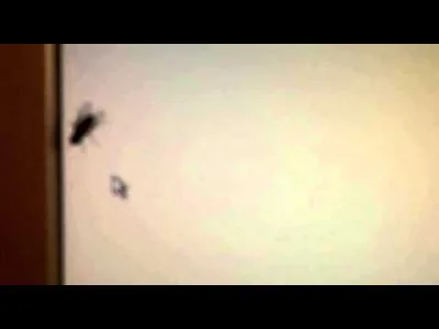 J-DEVIL - Film mojego autorstwa z trenowania muchy (⌐ ͡■ ͜ʖ ͡■)