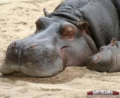 r.....a - Hipcie poszły spać, na mnie też pora. Dobranoc!



#zwierzaczki #hipopotamy...
