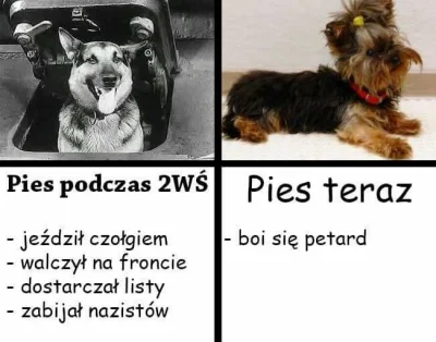 dymitr-samozwaniec - #heheszki #humorobrazkowy #pies