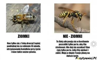 Kozzi - Pszczoły są spoko, nie co te #!$%@? osy