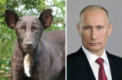 Stivo75 - A ten pies myśli że jest Putinem :D
