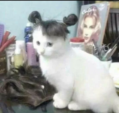 HAJDUSZOBOSZLO1 - Zaplusuj przystojnego kotka a twoje włosy już zawsze będą się układ...