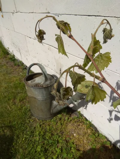 pan_fenestron - Mircy z #ogrodnictwo proszę o pomoc lub wyjaśnienie. ##!$%@? winogron...