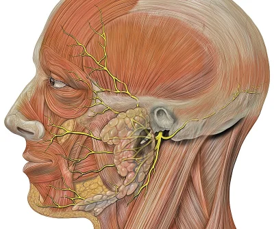 john118 - Nerw twarzowy jest pozostałością po nerwie łuku skrzelowego jak się nie myl...