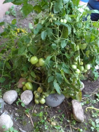 gadatos - Jakoś w tym roku #pudliszki na fanpage rozdawali darmowe ziarenka pomidorów...