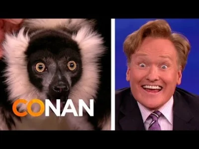 biala_wilczyca - #conan i #zwierzaczki #humor