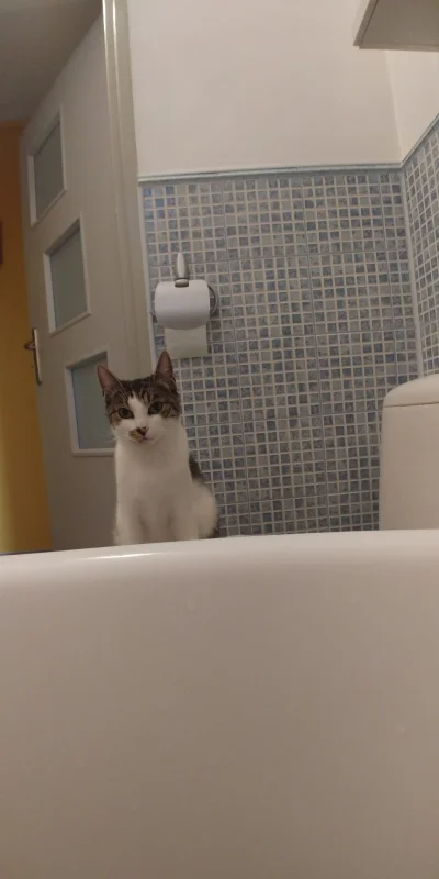 girldoma - Wasze koty też Was obserwują w łazience? (・へ・)

Zawsze mnie to zastanawiał...