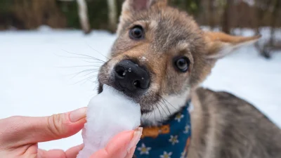 prankocsv - @peanutbutter: Dlaczego nie jedno i drugie? Plooosie...