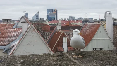 wojciechsiryk - Na Facebooku opublikowałem album „Estonia - za kulisami”. W sumie 41 ...