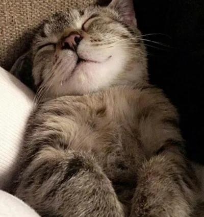 trusia - Śpijcie dobrze jak ten kotek :3
#koty #smiesznykotek