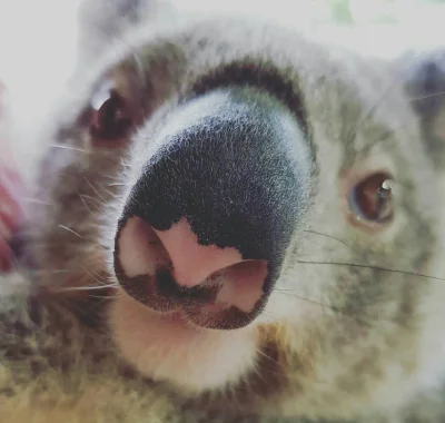 Najzajebistszy - Siema w sobotę ʕ•ᴥ•ʔ

#koalowabojowka #zwierzaczki #koala