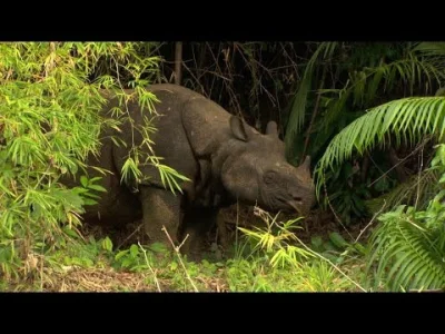 starnak - Javan Rhino (Rhinoceros sondaicus), Ujung Kulon, Java-Nashorn