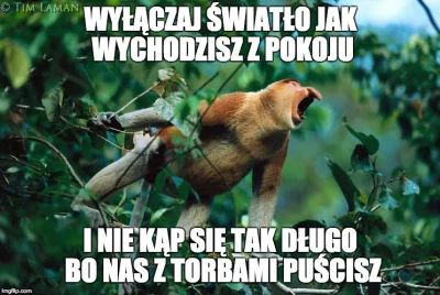 MistrzDecepcji - #humor #heheszki #polak #nosacz #nosaczsundajski