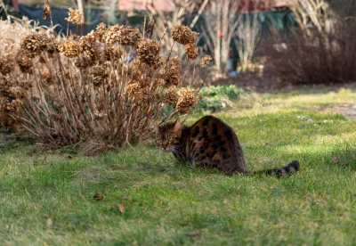 Masterczulki - A jeszcze taki #bengal ze wczoraj
#pokazkota