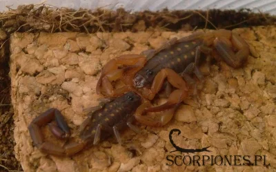 jaceks - Isometrus brachycentrus_, piękny gatunek.



#skorpiony #terrarystyka #zwier...