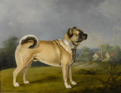 Kris95 - Henry Bernard Chalon - A favorite pug (mops) (1802)